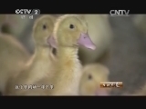 生财有道 《生财有道》 20140219 塞外鸭王