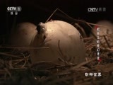 动物世界 《动物世界》 20170614 鳄鱼王的奇幻漂流