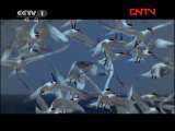 动物世界 《动物世界》 20110914