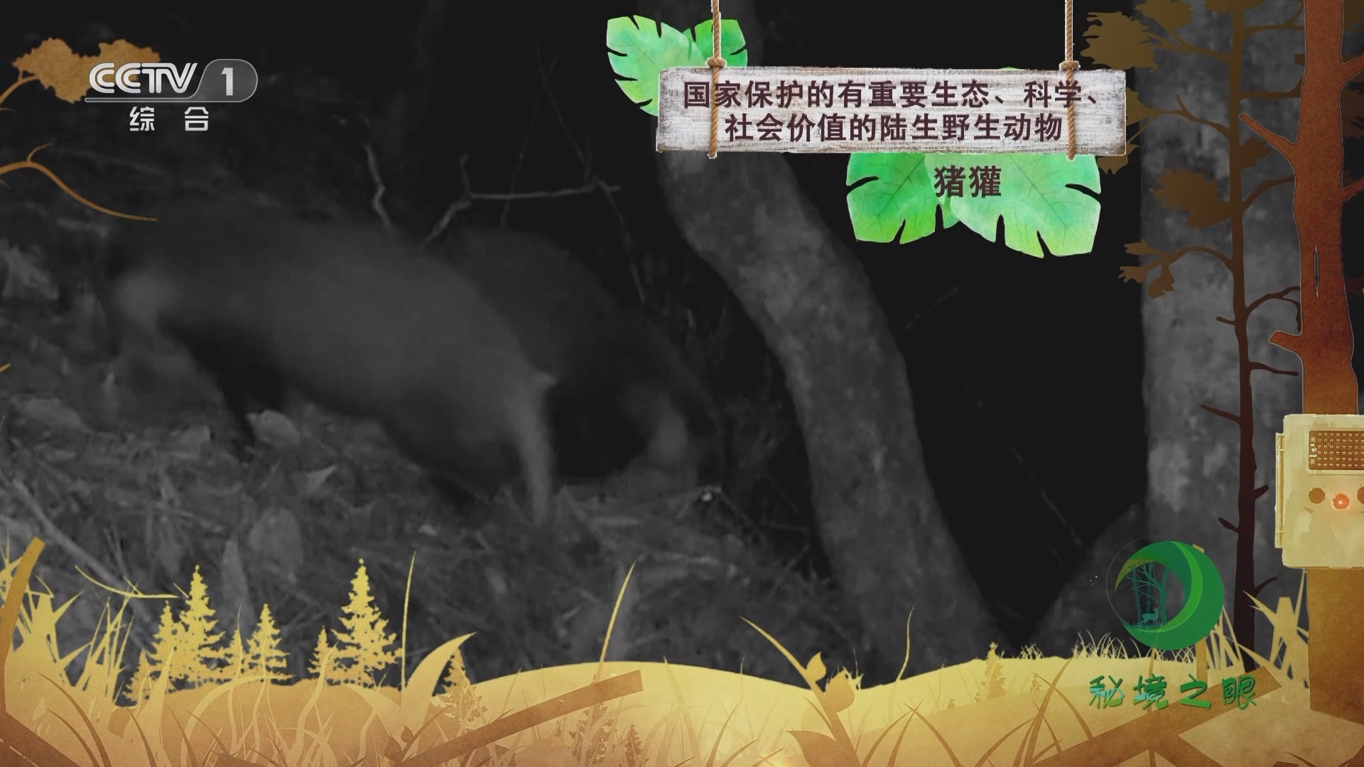 秘境之眼 《秘境之眼》 猪獾 20231208