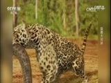 自然传奇 《自然传奇》 20170623 猛兽大对决