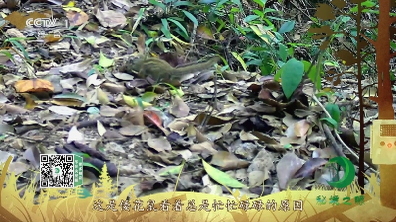 秘境之眼 《秘境之眼》 倭花鼠 20220816