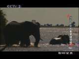 动物世界 动物世界 2010年 第91期