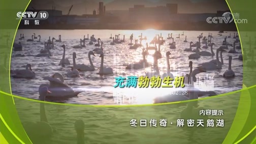 地理中国 《地理中国》 20181226 冬日传奇·解密天鹅湖