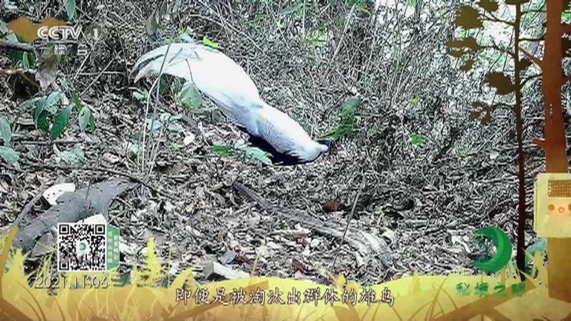 秘境之眼 《秘境之眼》 白鹇 20230224