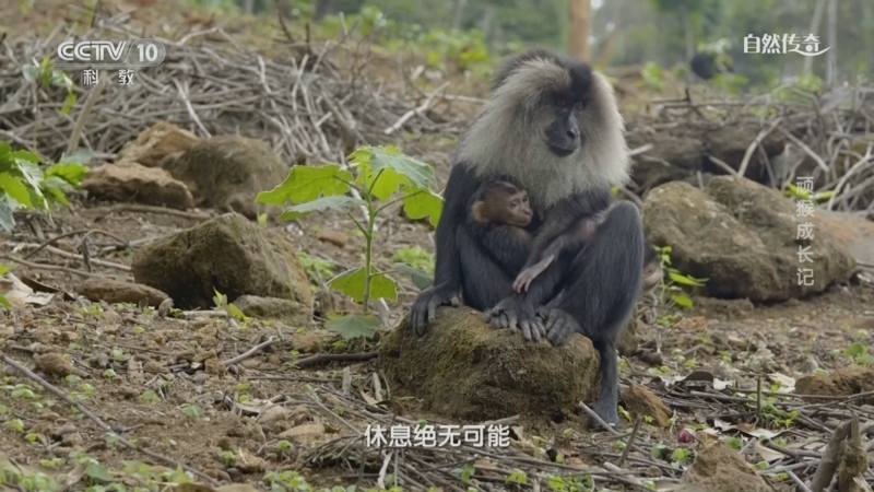 自然传奇 《自然传奇》 20231024 顽猴成长记