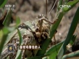 致富经 《致富经》 20151116 靠牧鸡赚钱的人