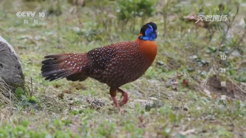 实验现场 《实验现场》 20250406 山林怪声