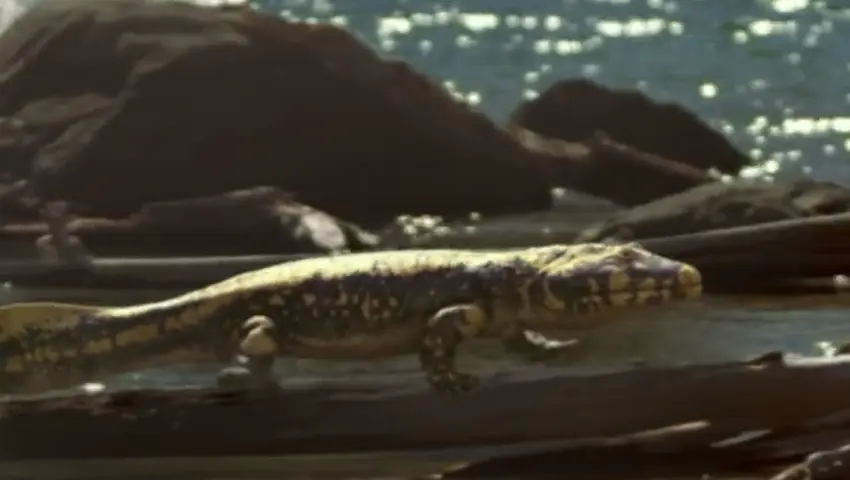 《与猛兽同行》第3集