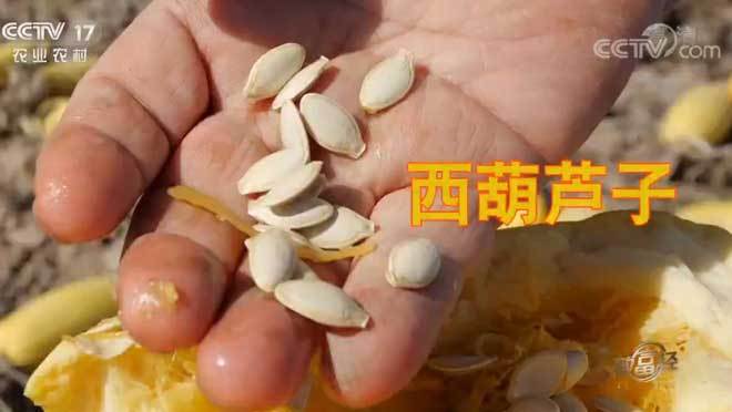 致富经 《致富经》 20191202 小瓜子背后的千户增收梦