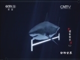 动物世界 《动物世界》 20160215 超级猎手（二）