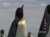 动物世界 《动物世界》 20180802 家有萌宝（四）
