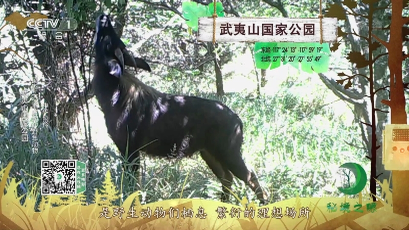 秘境之眼 《秘境之眼》 小麂/中华鬣羚/白鹇/藏酋猴/勺鸡/毛冠鹿 20220218