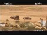 动物世界 《动物世界》 20121105 夏日恩仇录