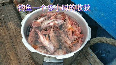 南澳岛赶海日记 彪哥钓鱼一个小时的收获，比3000米网放海里5个小时的收获还要多