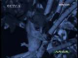 人与自然 人与自然 2009年 第161期