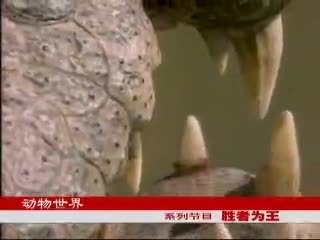 动物世界 动物世界：胜者为王