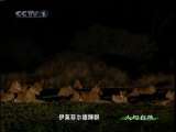 人与自然 原生故事 玛拉玛拉的抗争——恐怖丛林