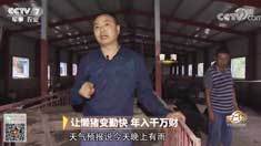 致富经 [致富经]让懒猪变勤快 年入千万财 20180907