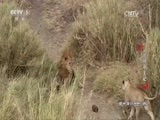 动物世界 《动物世界》 20170503 雌狮寻王记
