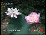 健康之路 换肝妈妈