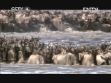 《东非野生动物大迁徙 特别报道》 20120723