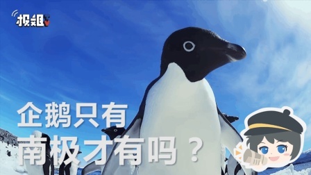 报信儿 非洲也有企鹅？骗人的吧？