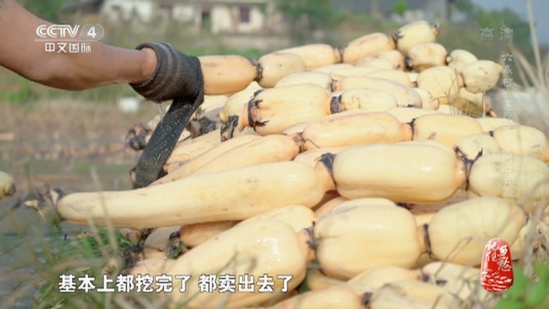 记住乡愁第八季 《记住乡愁》第八季 20220216 六赢村——莲藕之乡 同心共赢