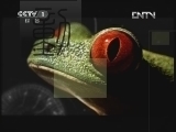 动物世界 《动物世界》 20120706