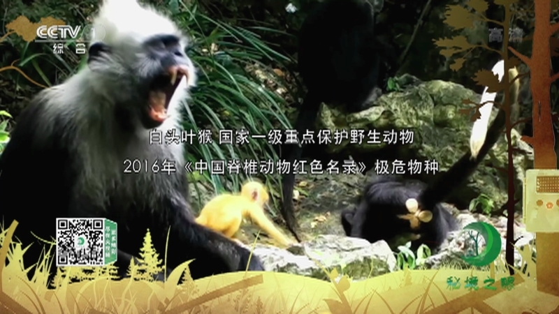 《秘境之眼》 白头叶猴 20211025