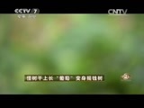 致富经 《致富经》 20150601 怪树干上长“葡萄”变身摇钱树