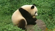 老故事 熊猫大使出访记