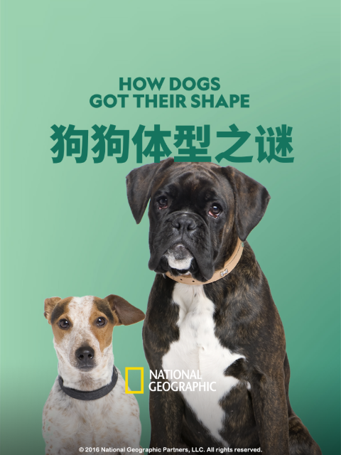 狗狗体型之谜 海报
