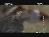 动物世界 《动物世界》 20121223 怒放的生命（五）