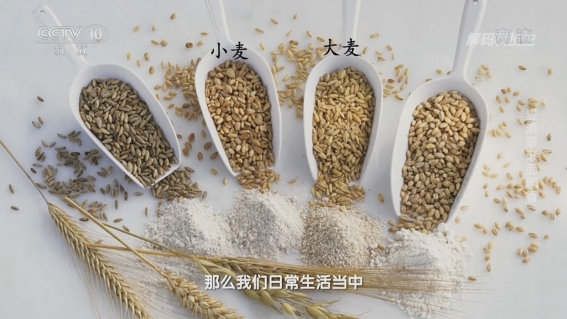 解码科技史 《解码科技史》 20221015 麦浪滚滚面飘香
