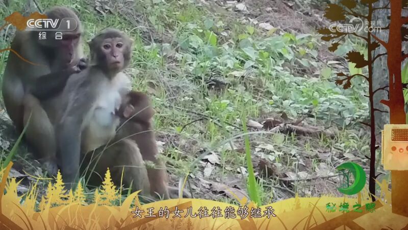 秘境之眼 《秘境之眼》 猕猴 20230901