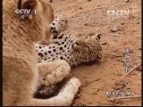 动物世界 《动物世界》 20131116 雄狮猛豹（下）