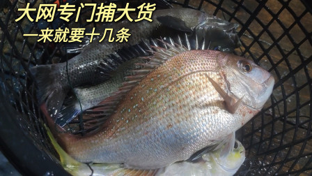 南澳岛赶海日记 彪哥用6000米渔网围着海岛放网第二集，大网专门捕大货，一上就是十几条