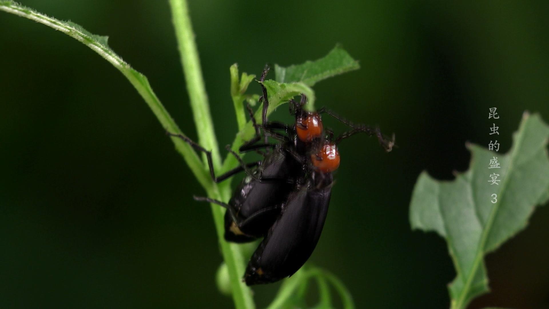 昆虫的盛宴 第3集