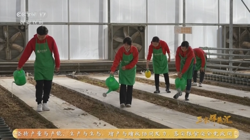 三农群英汇 《三农群英汇》 20260322 黄花田里的青农梦