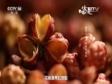 味道 《味道》 20160102 2016元旦特别节目 老城新味（二）