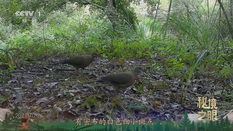 秘境之眼 《秘境之眼》 珠颈斑鸠 20250421