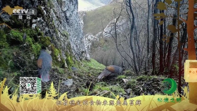秘境之眼 《秘境之眼》 血雉 20220829
