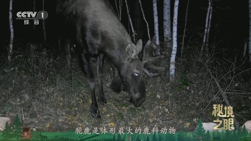 秘境之眼 《秘境之眼》 驼鹿 20260311