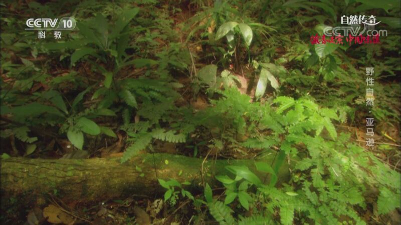 自然传奇 《自然传奇》 20200918 野性自然·亚马逊