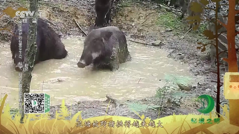 秘境之眼 《秘境之眼》 中华斑羚/黄喉貂/豪猪/花面狸/猪獾/野猪 20220619