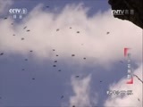 动物世界 《动物世界》 20170402 潜伏在狮群
