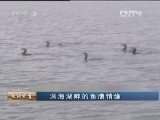 生财有道 [生财有道]洱海湖畔的鱼鹰情缘(20121126)