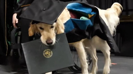 狗狗因良好表现获得硕士学位