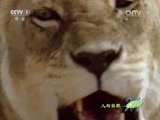 人与自然 《人与自然》 20150430 狂野非洲——稀树草原（下）